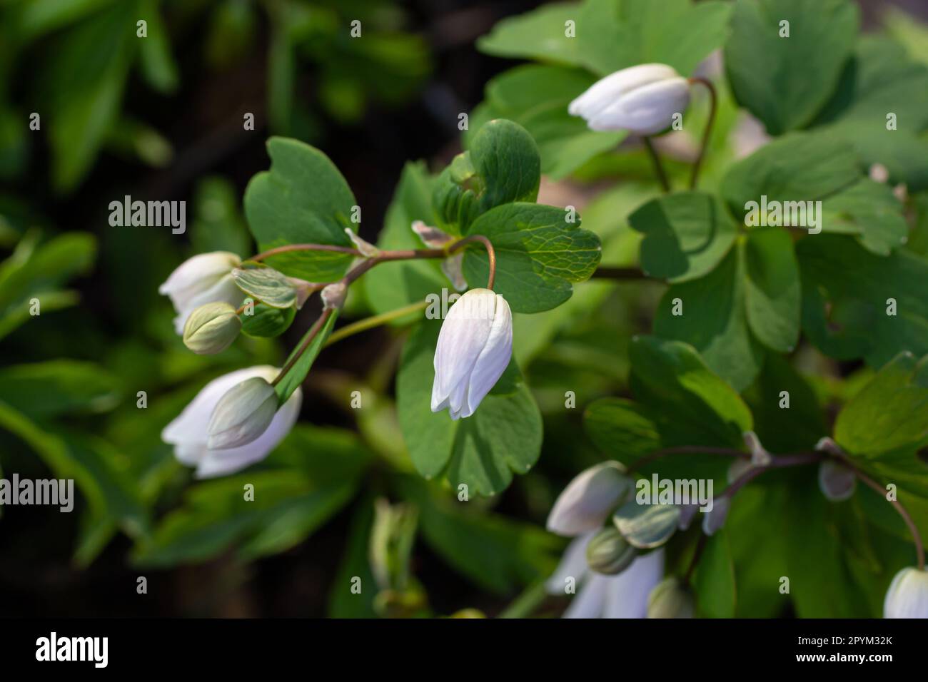 Rue Anemone in a spring forest on a sunny day. White flowers blooming on a background of green leaves. Stock Photo