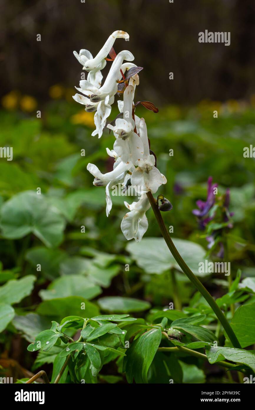 Corydalis. Corydalis solida. Violet flower forest blooming in spring. The first spring flower, purple. Wild corydalis in nature. Stock Photo