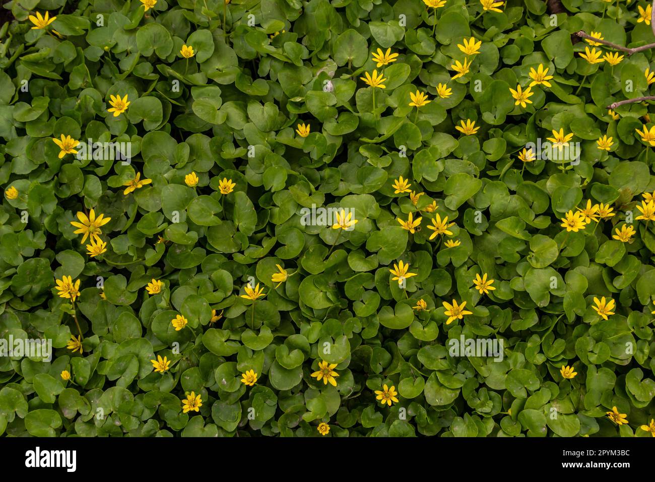 Ficaria verna, lesser celandine, pilewort or ranunculus ficaria yellow spring flowers close up. Spring background of flowers. Stock Photo