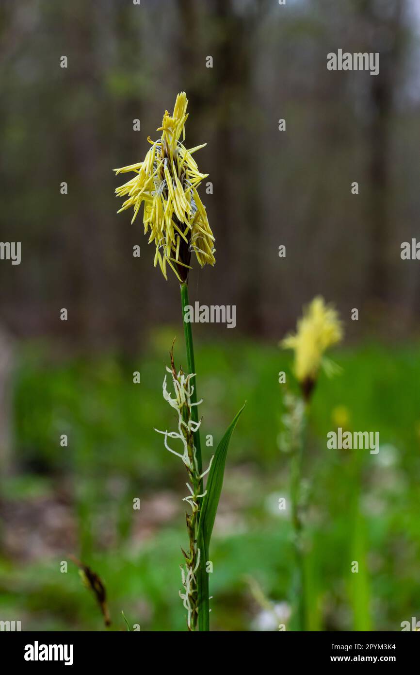 Sedge hairy blossoming in the nature in the spring.Carex pilosa. Cyperaceae Family. Stock Photo