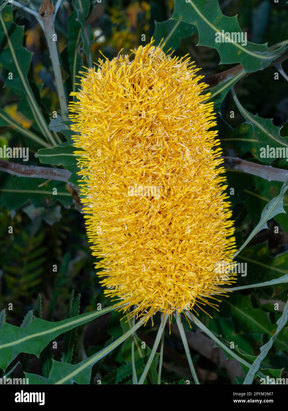 Banksia is a genus in the plant family Proteaceae. These Australian wildflowers and garden plants are easily recognised recognised. Stock Photo