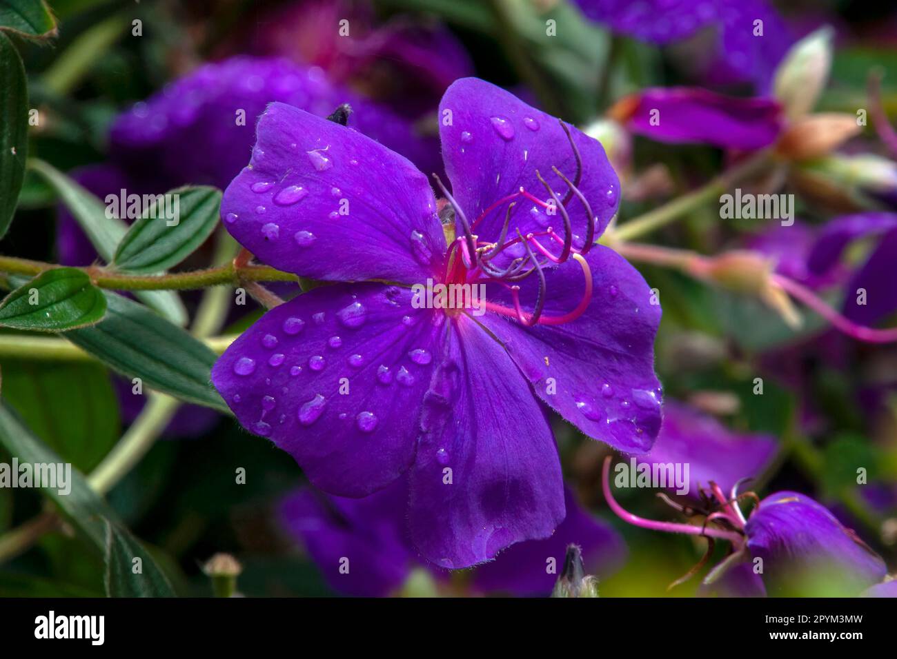 Sydney Australia, raindrops on purple flowers of a tibouchina urvilleana or lasiandra Stock Photo