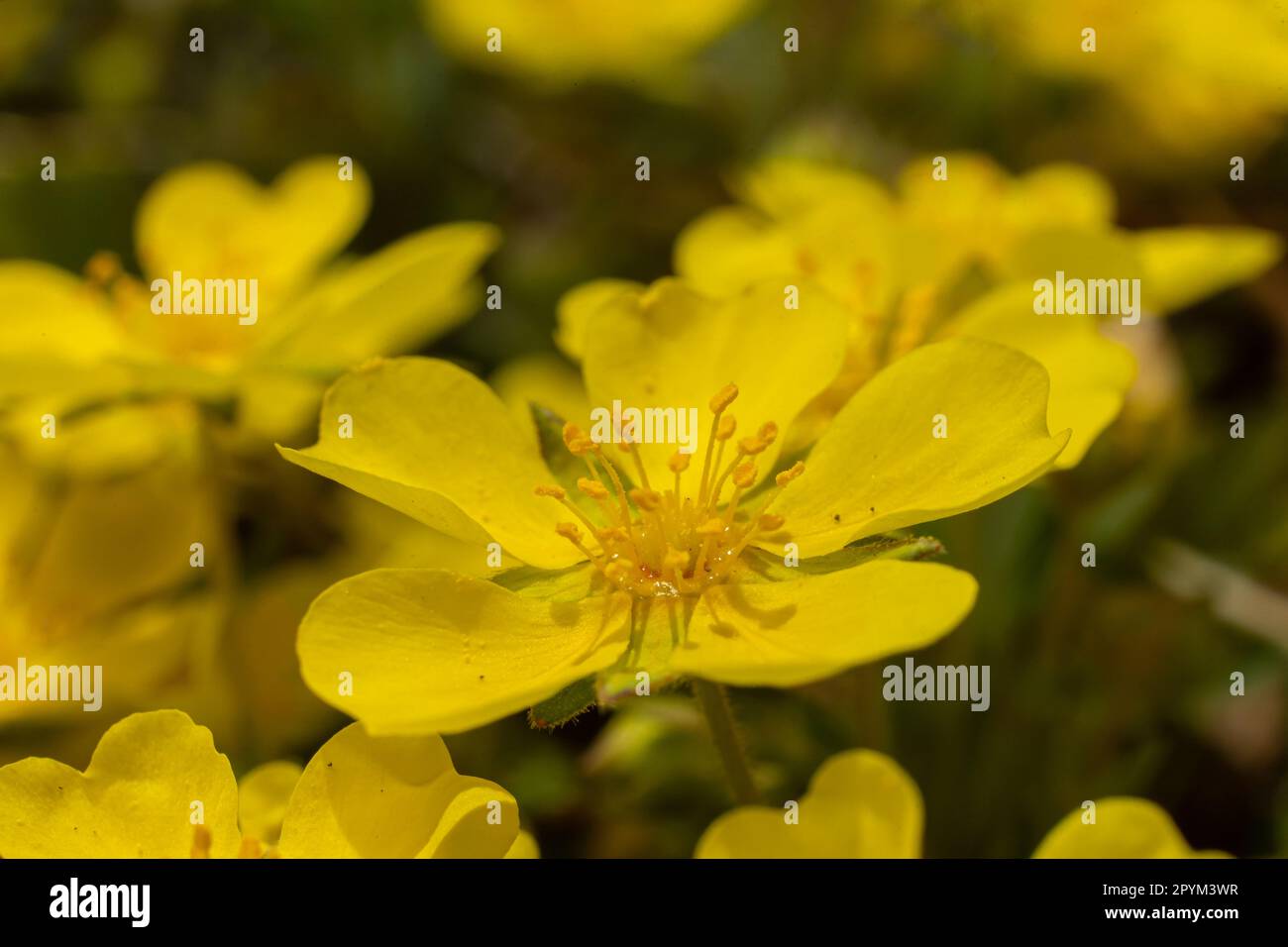 Potentilla neumanniana is a shrub with yellow flowers. Stock Photo