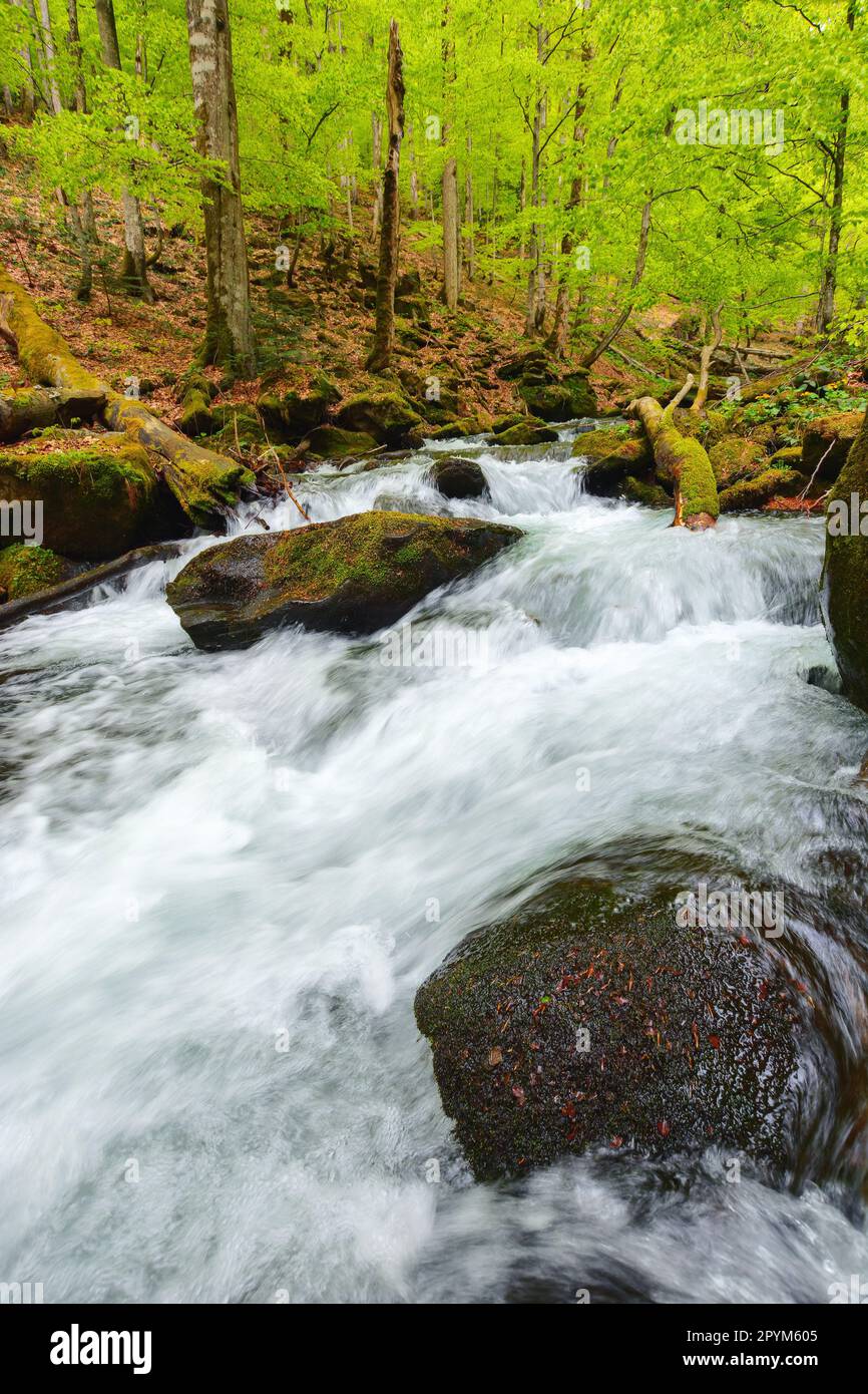 Woods Rive Spring river in the woods among stones. outdoor nature scenery in spring Stock ...