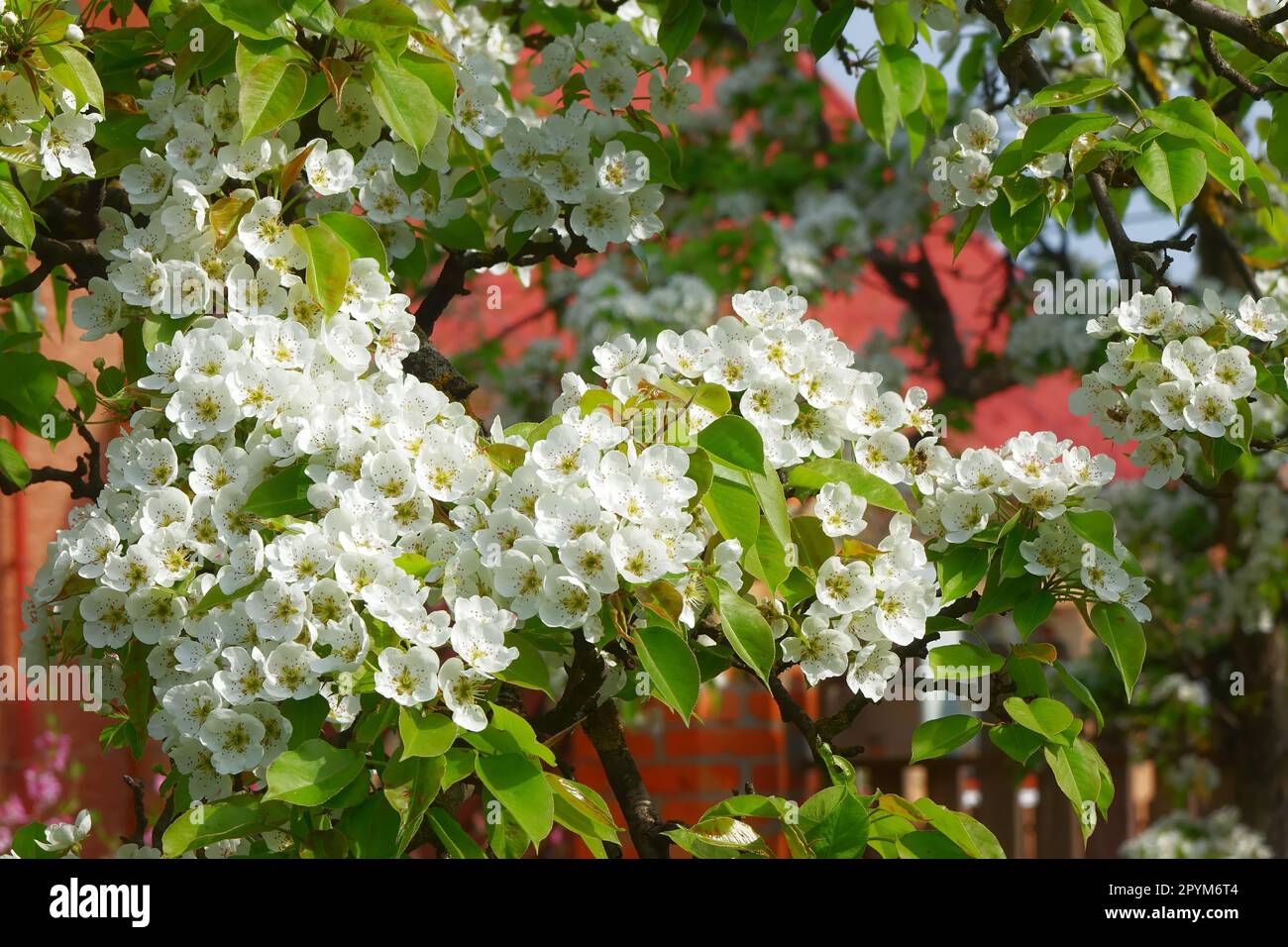 A cluster of white flowers of Harbin pear, Pyrus ussuriensis. Stock Photo