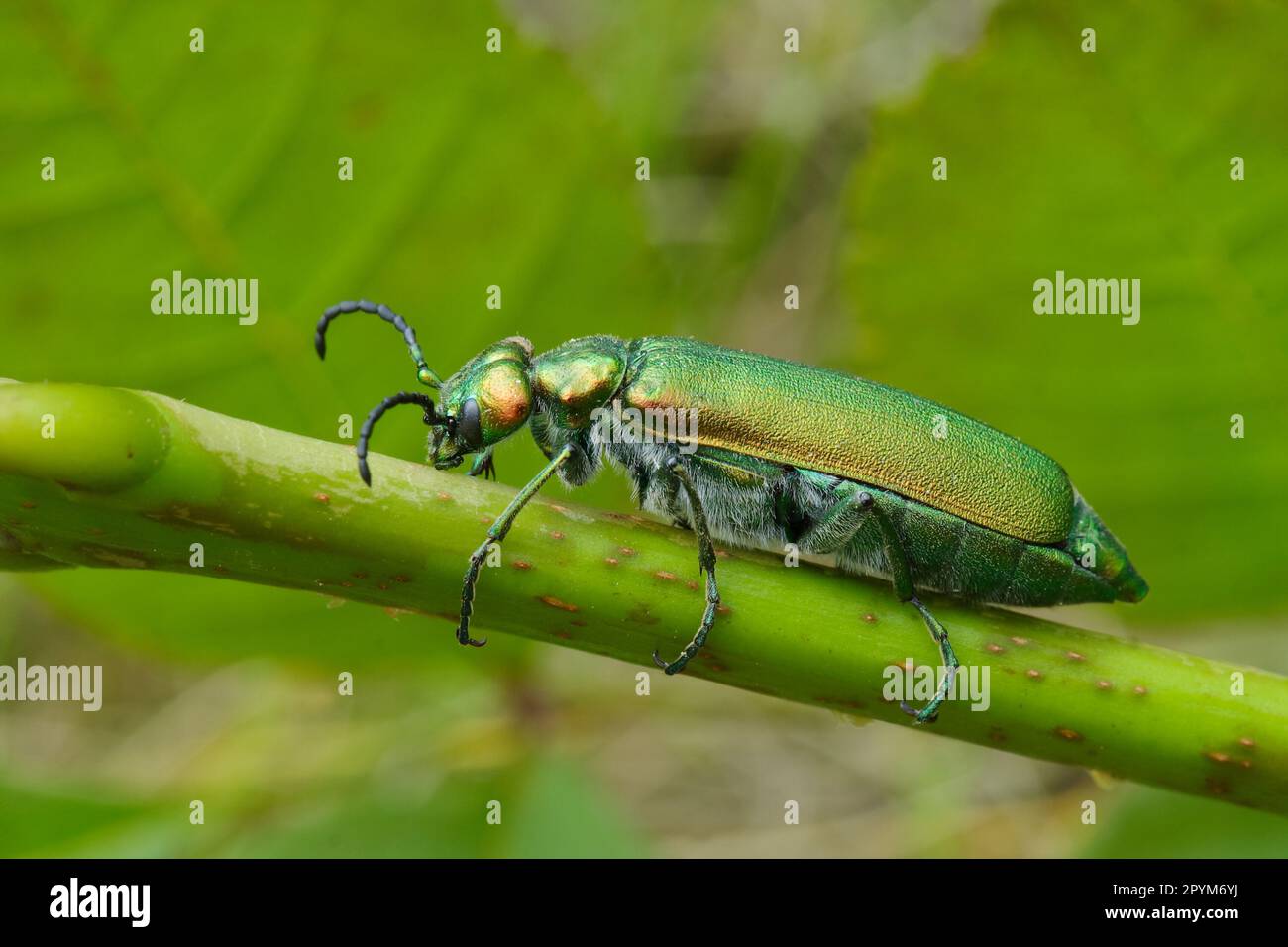 The Spanish fly Lytta vesicatoria is an aposematic emerald-green beetle in the blister beetle family Meloidae Coleoptera. Stock Photo