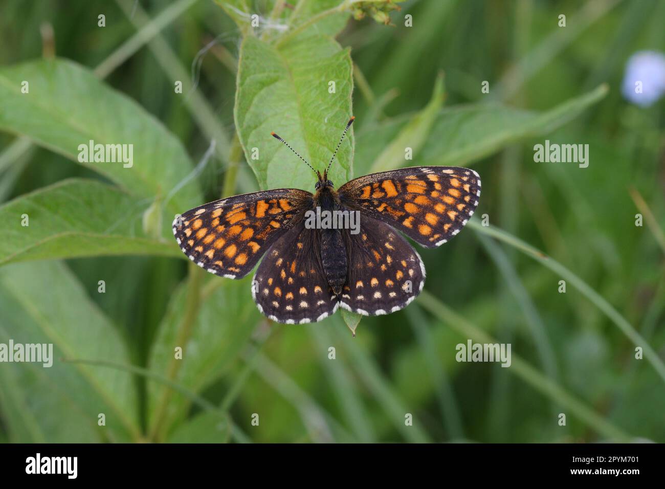 Melitaea diamina false heath fritillary, is a butterfly of the family Nymphalidae. Stock Photo