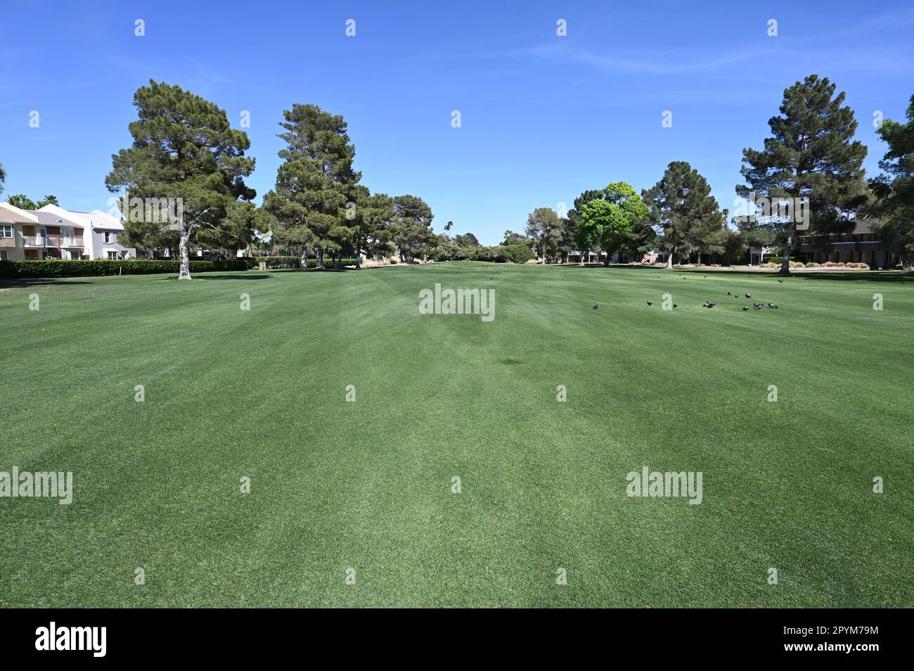 View of Luxury residential area Lawn and golf course in the middle of Las Vegas ...