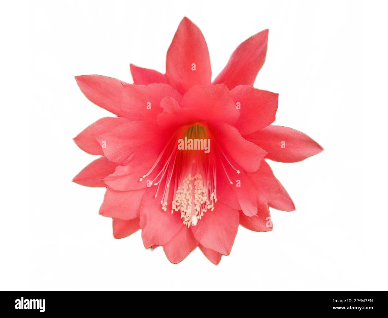 Red flower from a Orchid Cactus. Disocactus ackermannii Stock Photo