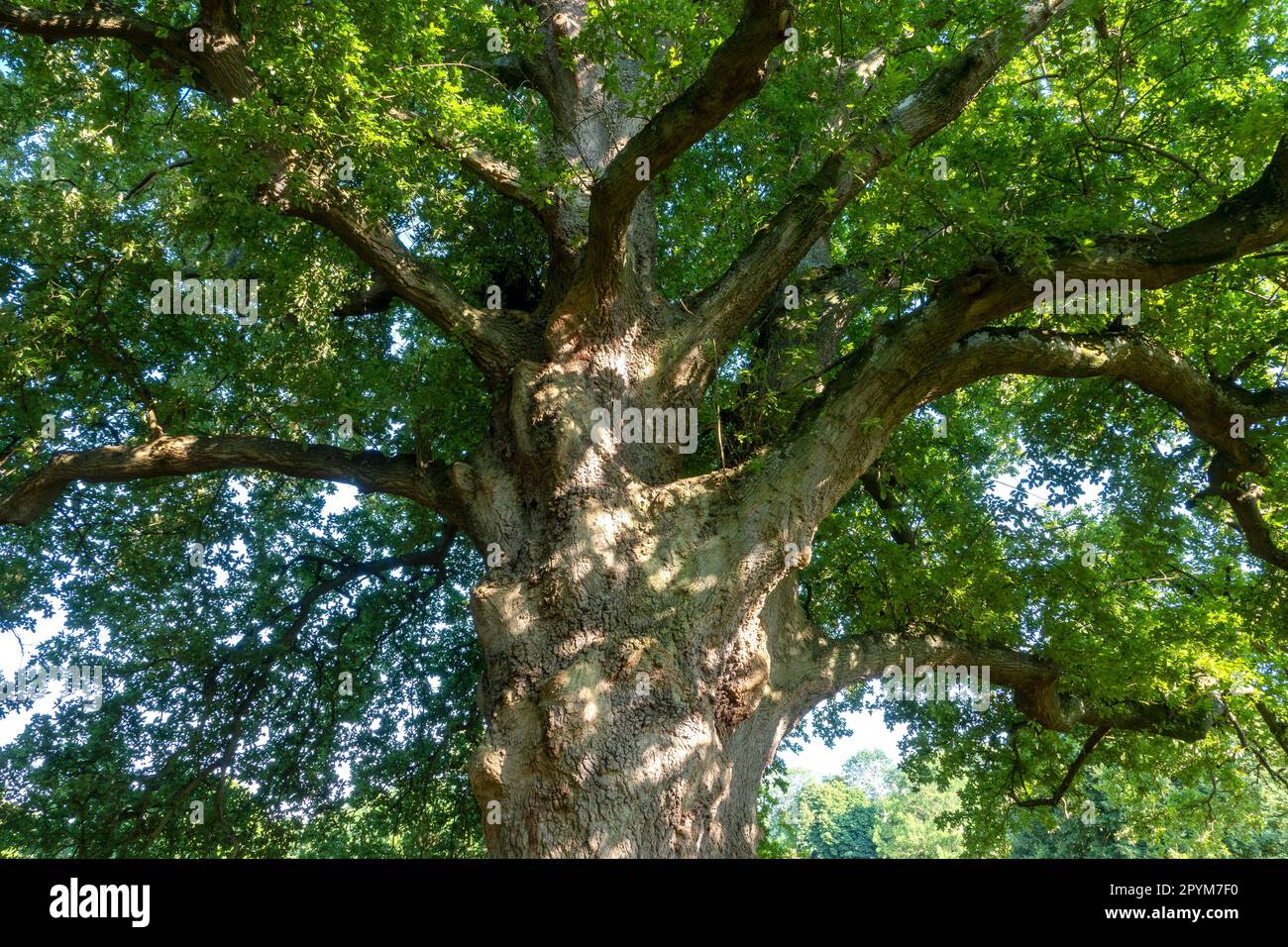 Mature large oak tree in full leaf Stock Photo Alamy