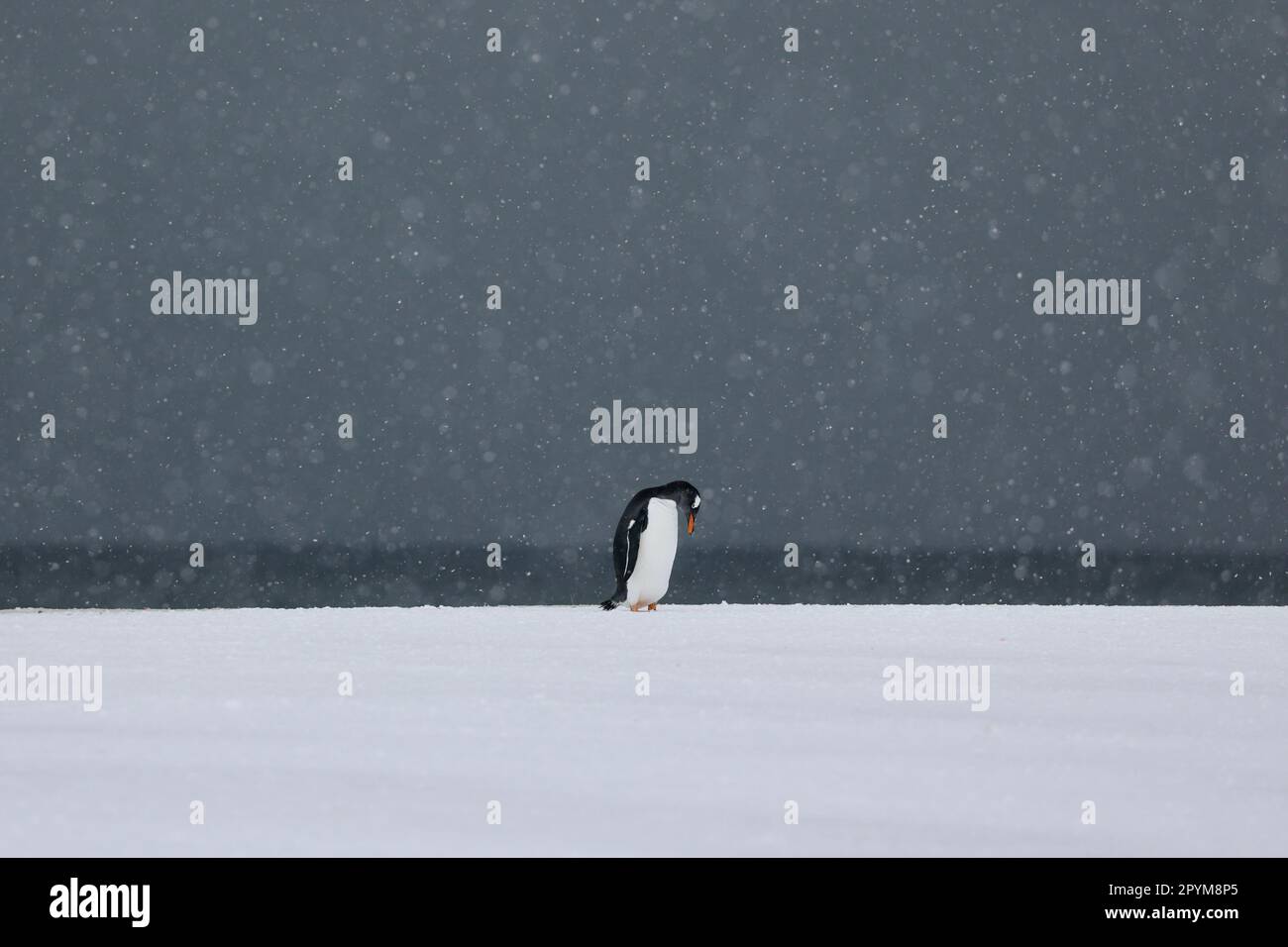 Gentoo Penguin in Snow Storm Stock Photo