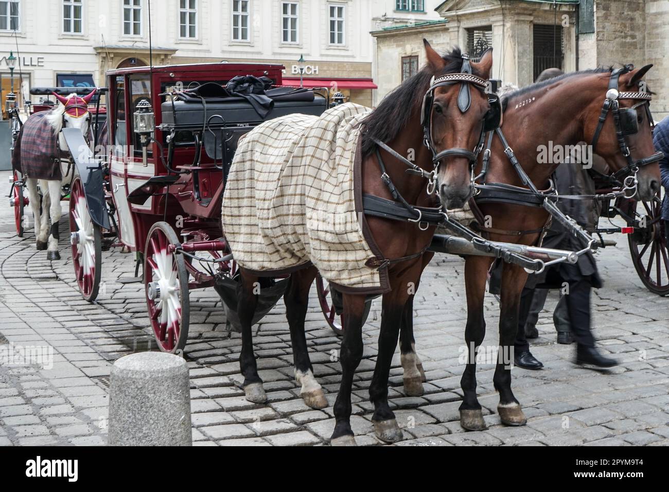 Horse and Carriage for Hire in Vienna Stock Photo Alamy