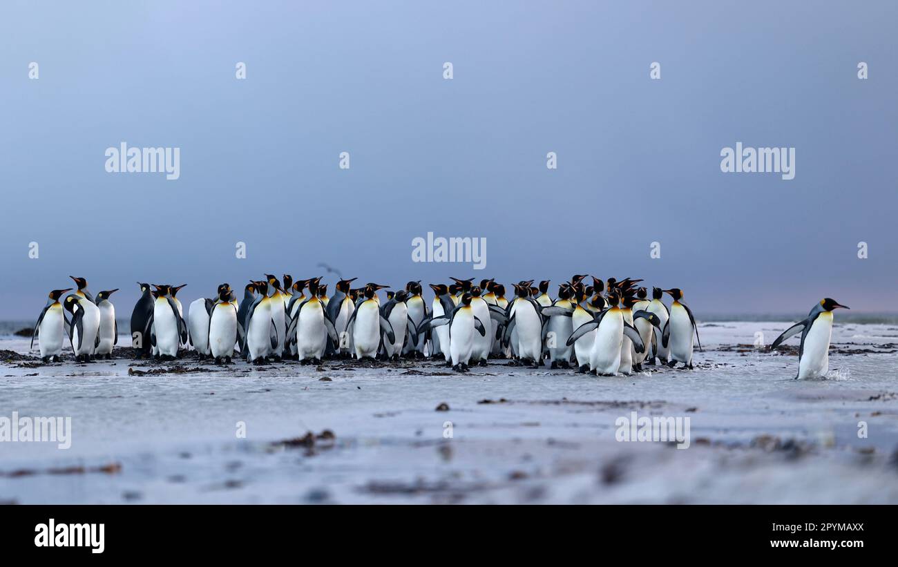 King Penguins Stock Photo
