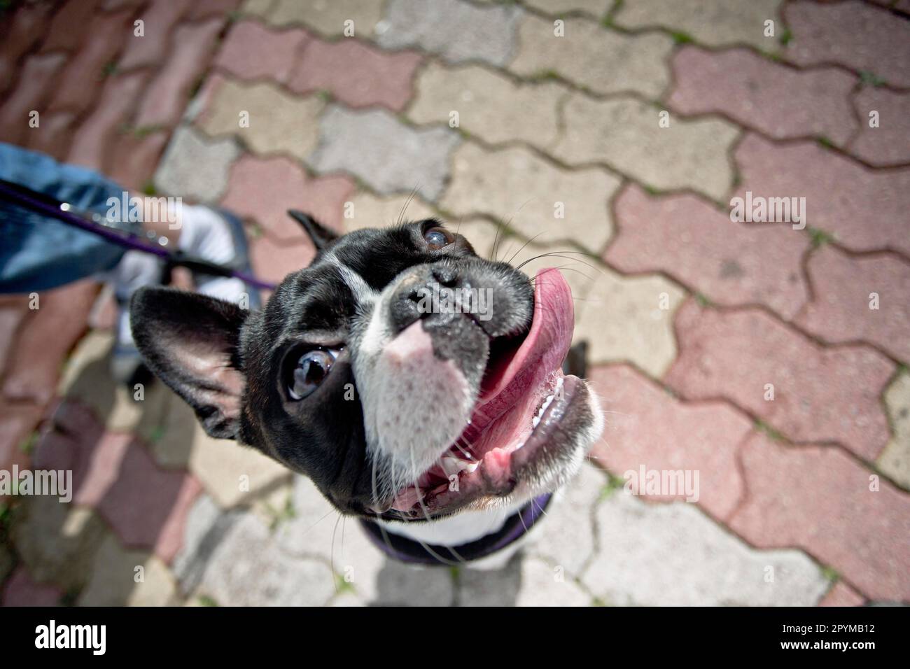 Close Up of a Black and White Boston Terrier Face Stock Photo Alamy