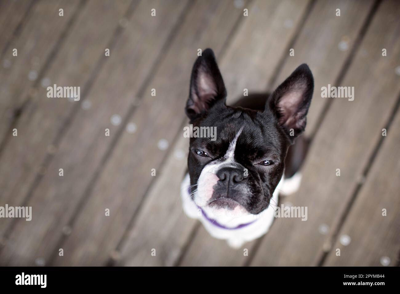 Close Up of a Black and White Boston Terrier Face Stock Photo Alamy