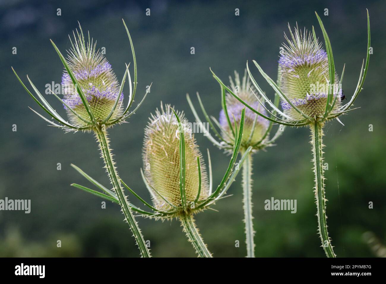 Plantacion campo hi-res stock photography and images - Alamy