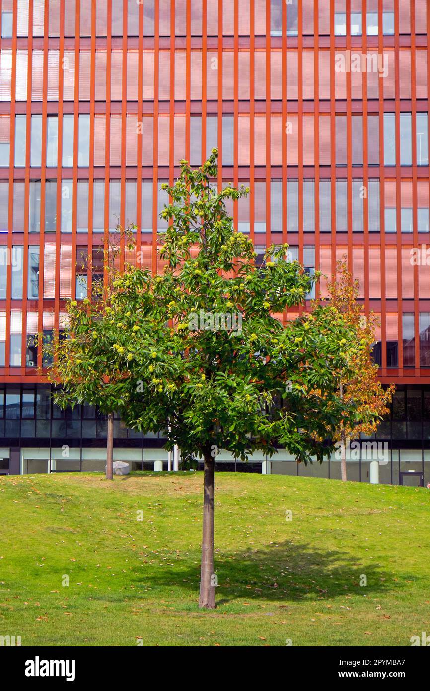 Red office building with green tree Stock Photo Alamy