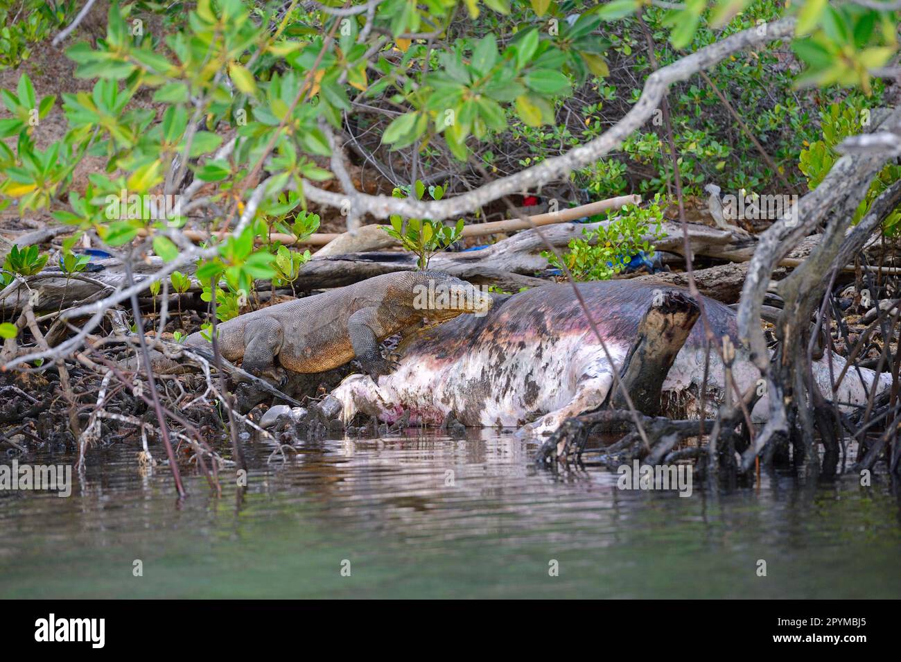 Komodo dragon (Varanus komodoensis), on buffalo carcass in mangrove area, Rinca Island, Indonesia Stock Photo