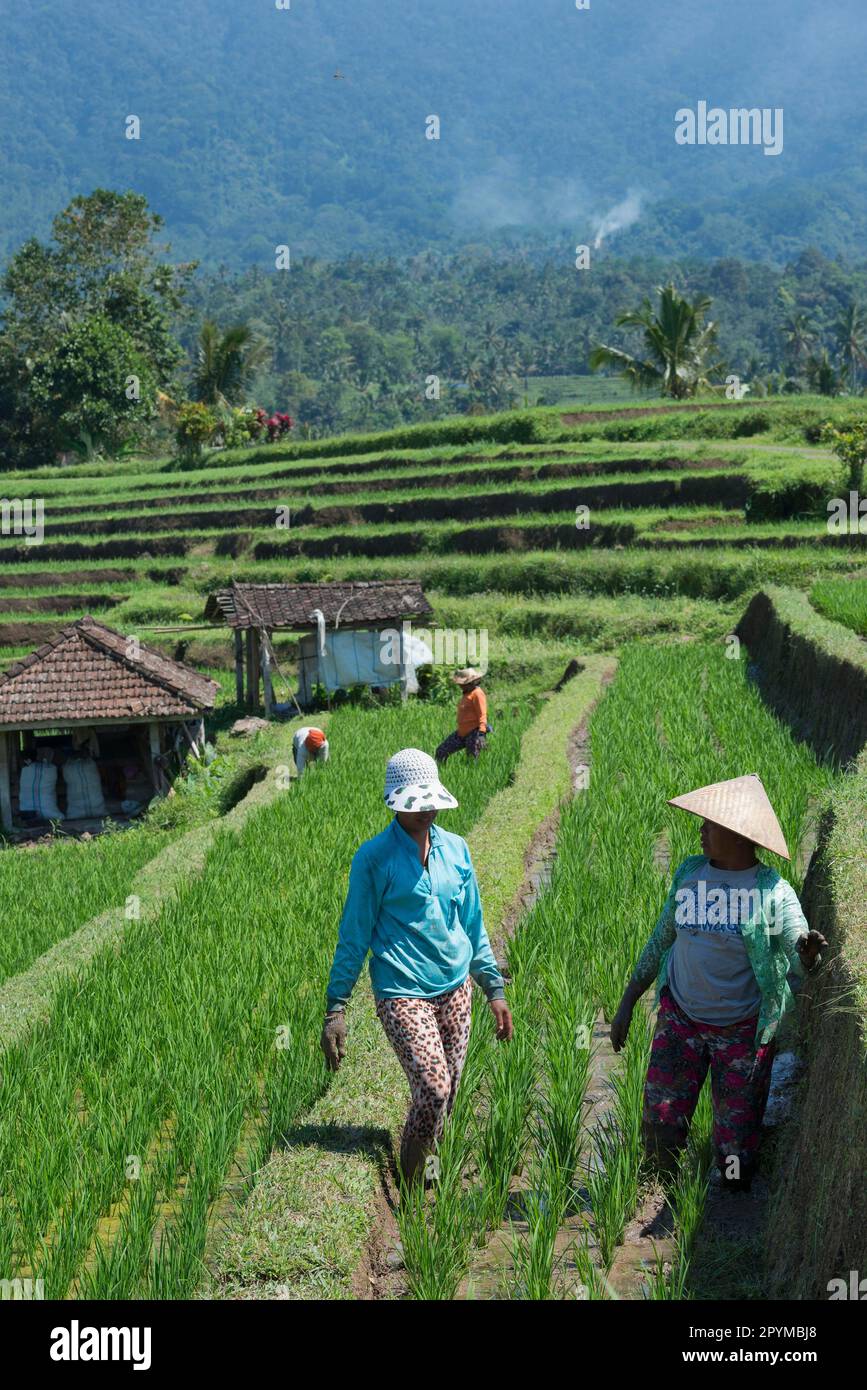 Farmers at work in the rice terraces, Jatiluwih, Unesco World Heritage