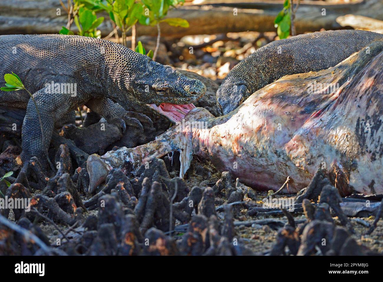 Komodo dragons (Varanus komodoensis), on buffalo carcasses in the mangrove area, Rinca Island, Indonesia Stock Photo