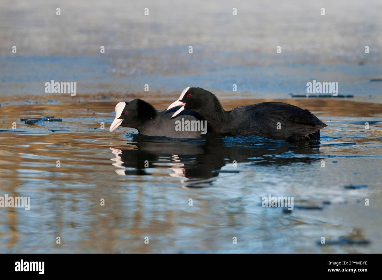 Eurasian Coot (Fulica atra), coot, common coots, coots, rails, animals