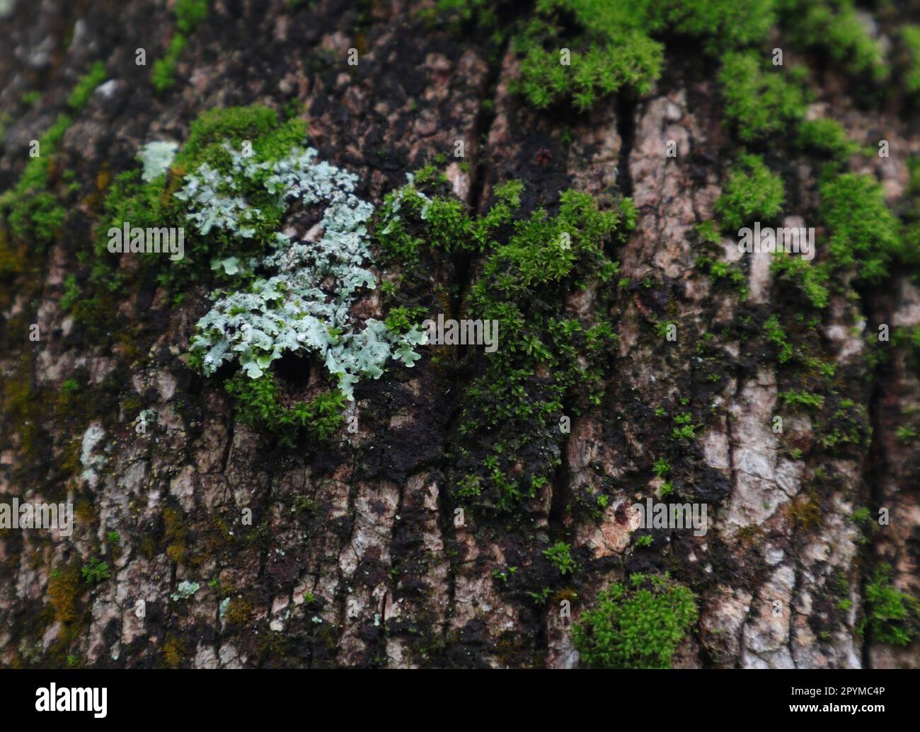 Wallpaper view of the white lichen (Parmelia Sulcata) with the green Moss and algae growing on the surface of a Coconut trunk Stock Photo