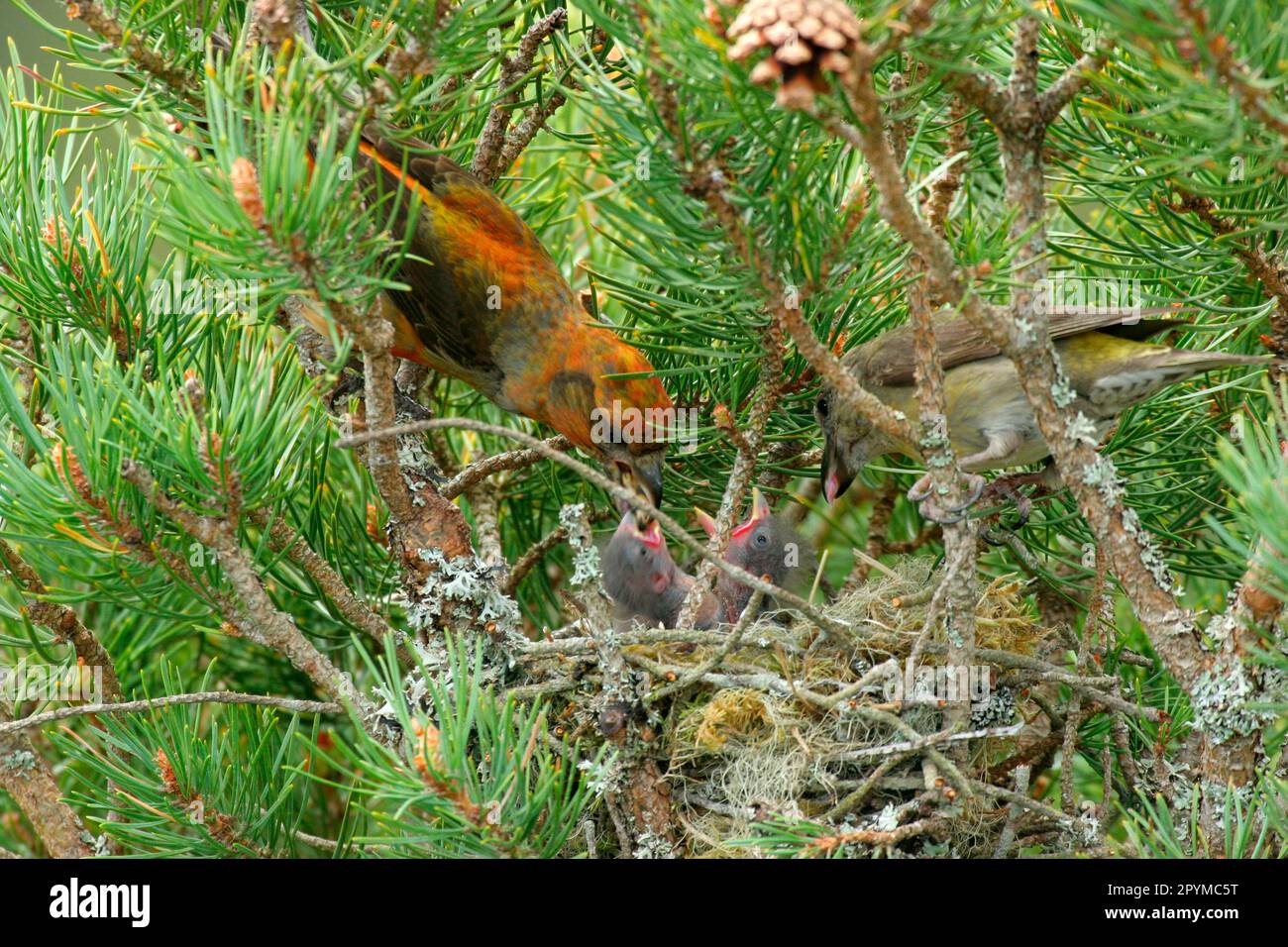 Scottish Crossbill (Loxia scotia) adult pair, feeding chicks at nest, Abernethy Forest N. R. Cairngorms N. P. Highlands, Scotland, United Kingdom Stock Photo