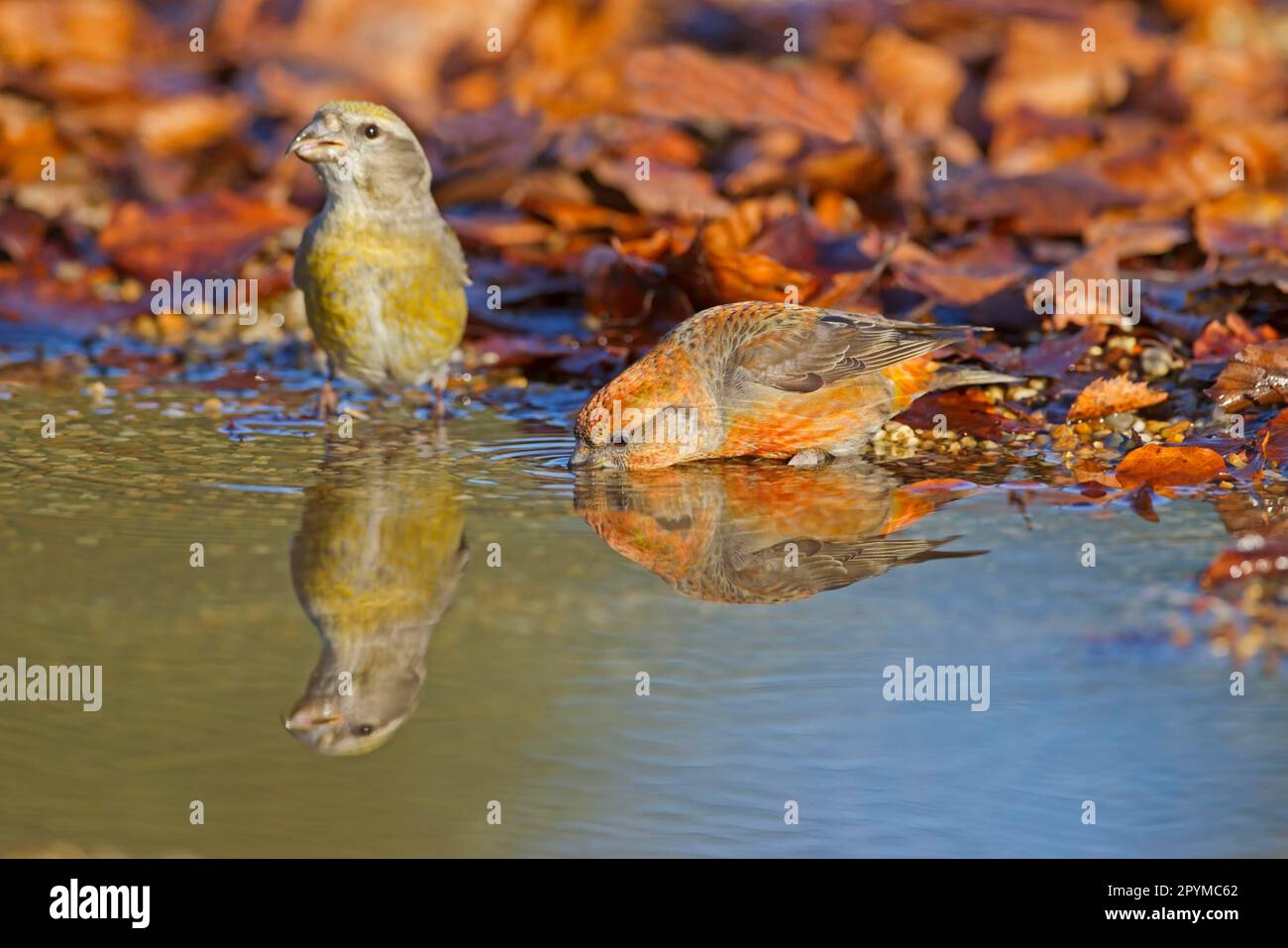 Red Crossbill (Loxia curvirostra) adult male and female, drinking at pool, Suffolk, England, United Kingdom Stock Photo