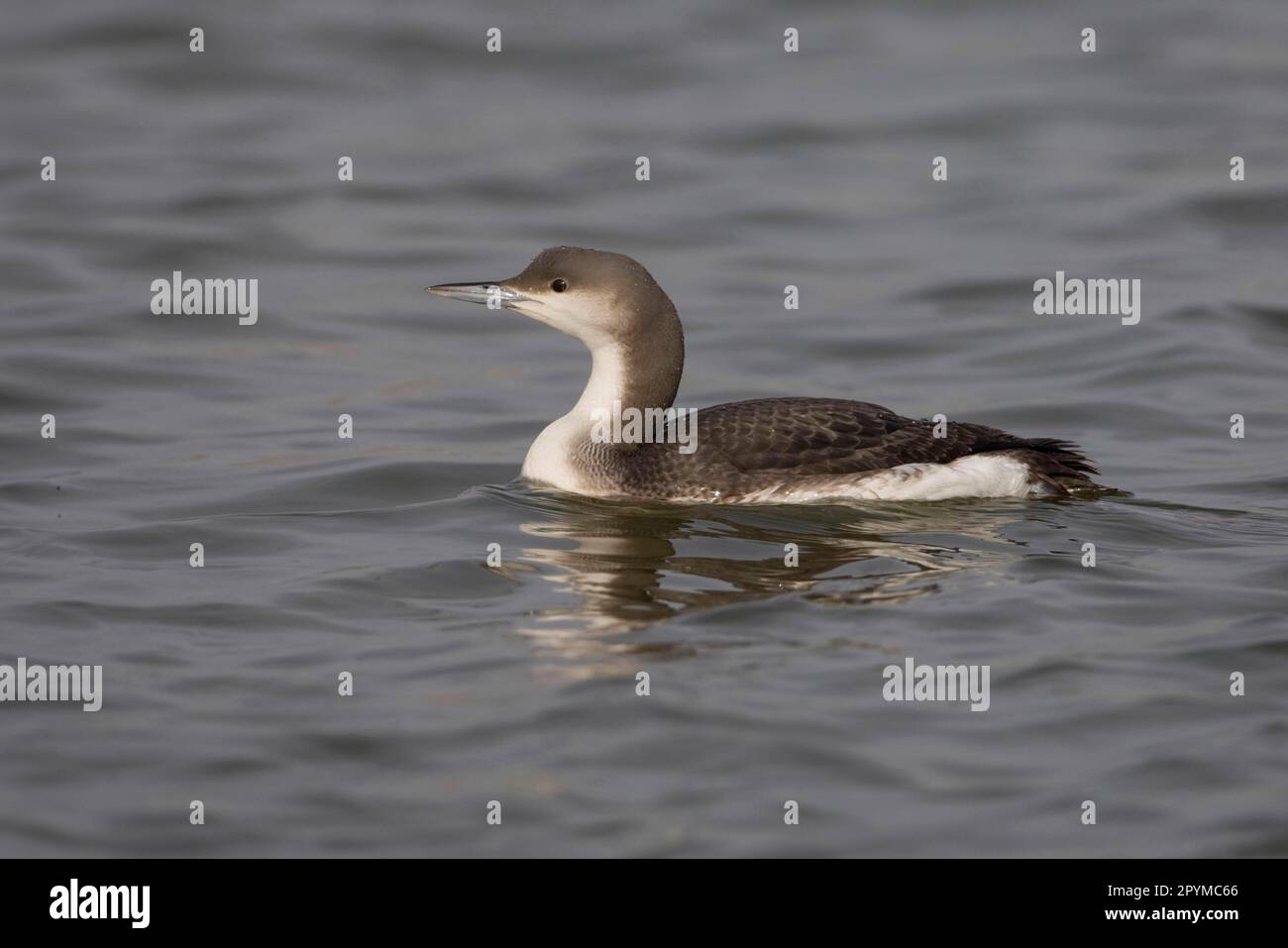 Black-throated Diver (Gavia arctica) adult, winter plumage, swimming, Oulton Broad, The Broads, Suffolk, England, United Kingdom Stock Photo
