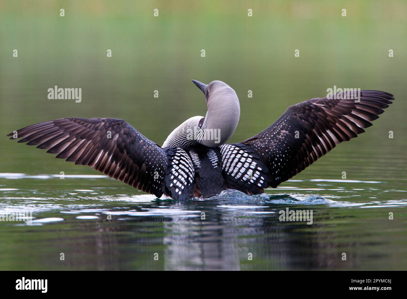 Adult black-throated loon (Gavia arctica), lifting wings at sea, Finland Stock Photo