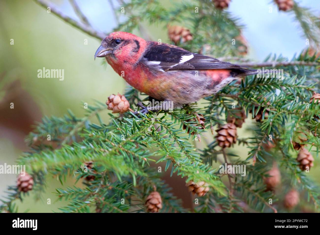 Two-barred Crossbill (Loxia leucoptera) adult male, feeding on hemlock cones (U.) S. A Stock Photo