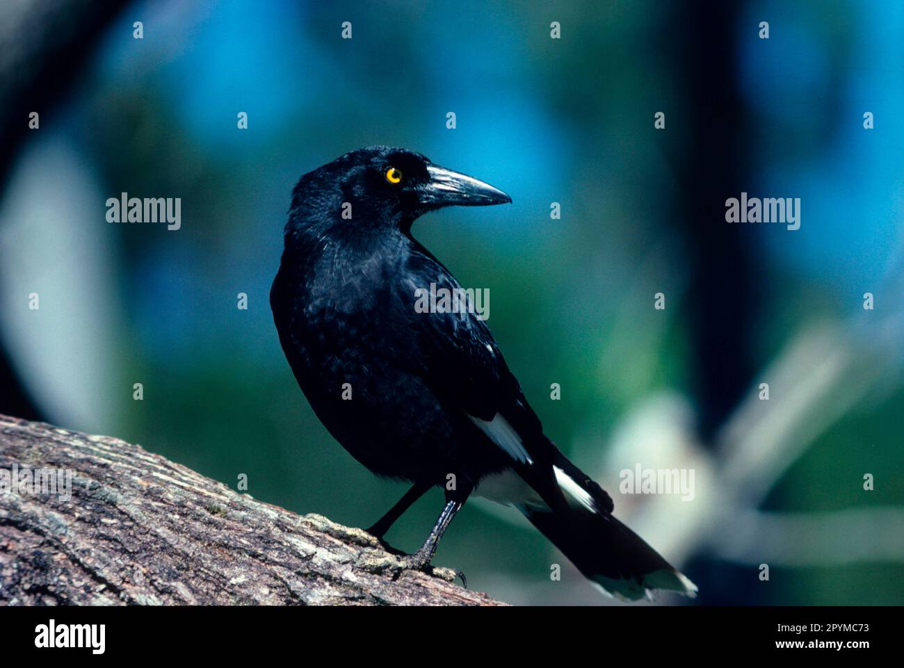 Strepera gracinula, Black Shrike Crow, Black Shrike Crows, Thick-billed Shrike Crow, Thick-billed Shrike Crows, Crow, Raven Stock Photo