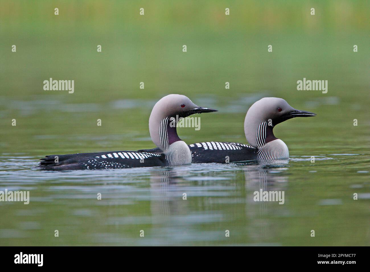 Black-throated loon (Gavia arctica) adult pair, swimming at sea, Finland Stock Photo
