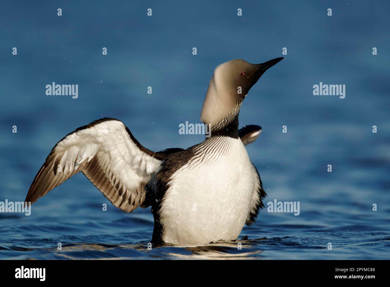 Pacific loon (Gavia pacifica) adult, breeding plumage, head and wings shaking on water, Nunavut, Canada Stock Photo