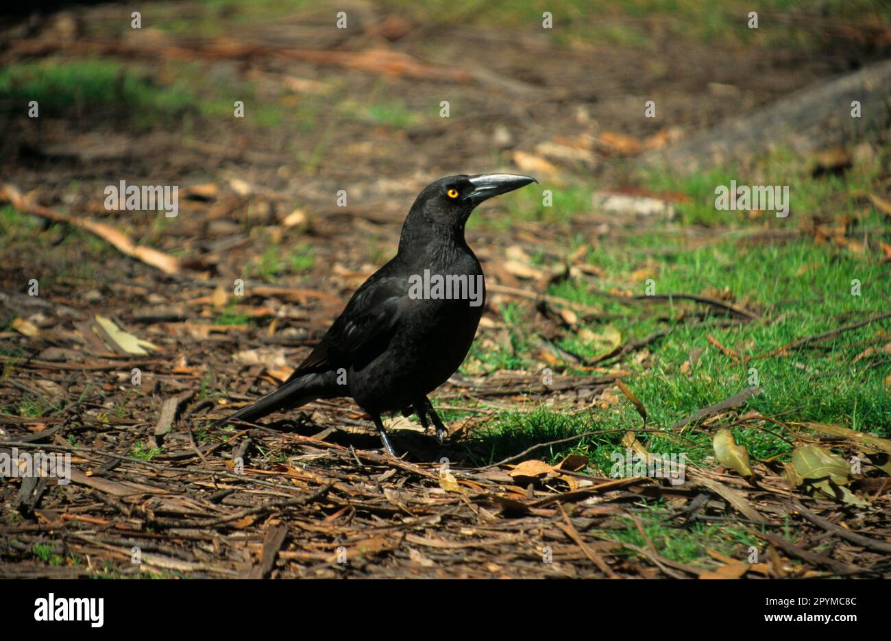 Tasmanian Shrike Crow, Tasmanian Shrike Crow, Tasmanian Shrike Crows, Crow, Corvids, Songbirds, Animals, Birds Stock Photo