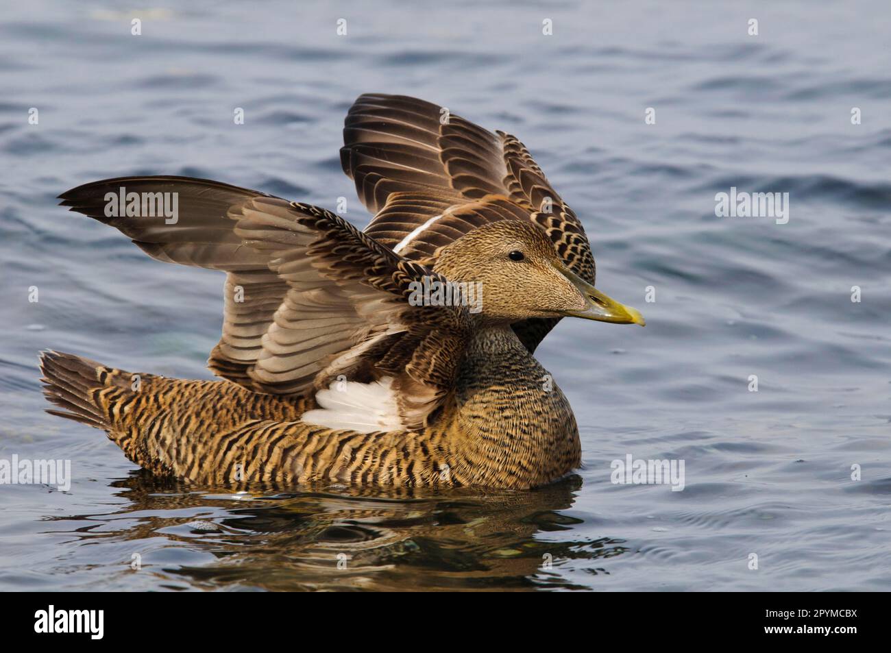 Common eider (Somateria mollissima) adult female, wing flapping ...