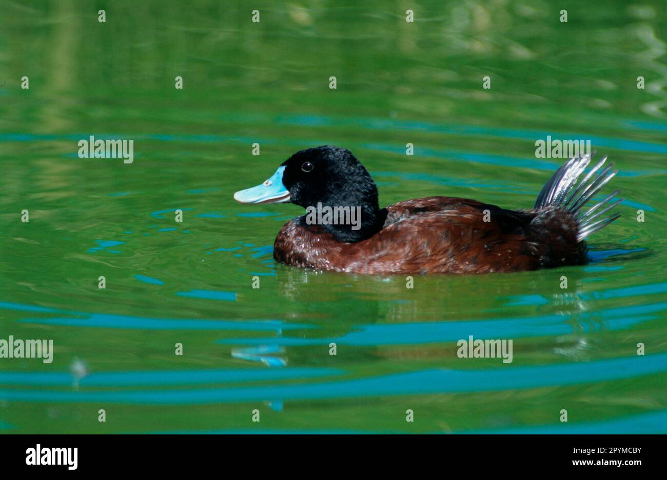 Black chinned duck hires stock photography and images Alamy