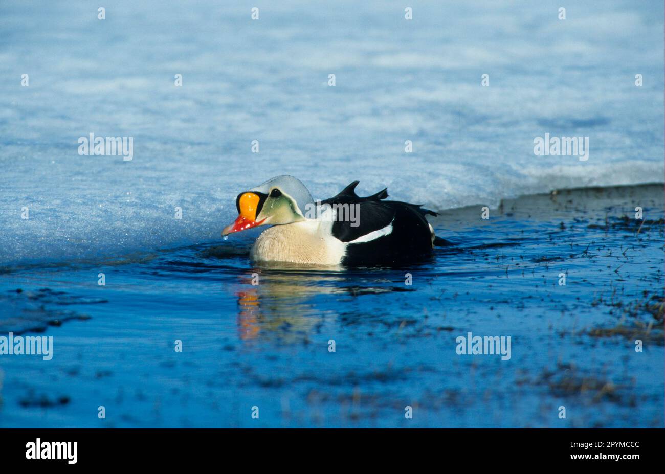 King Eider adult male, swimming beside ice, King Eider duck, Eider
