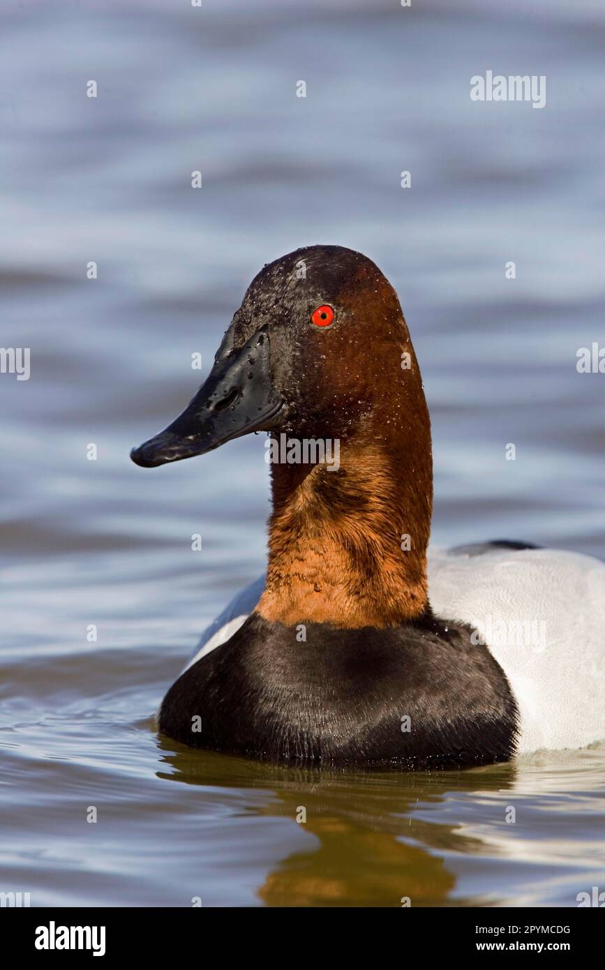 Canvasback duck swimming hires stock photography and images Alamy