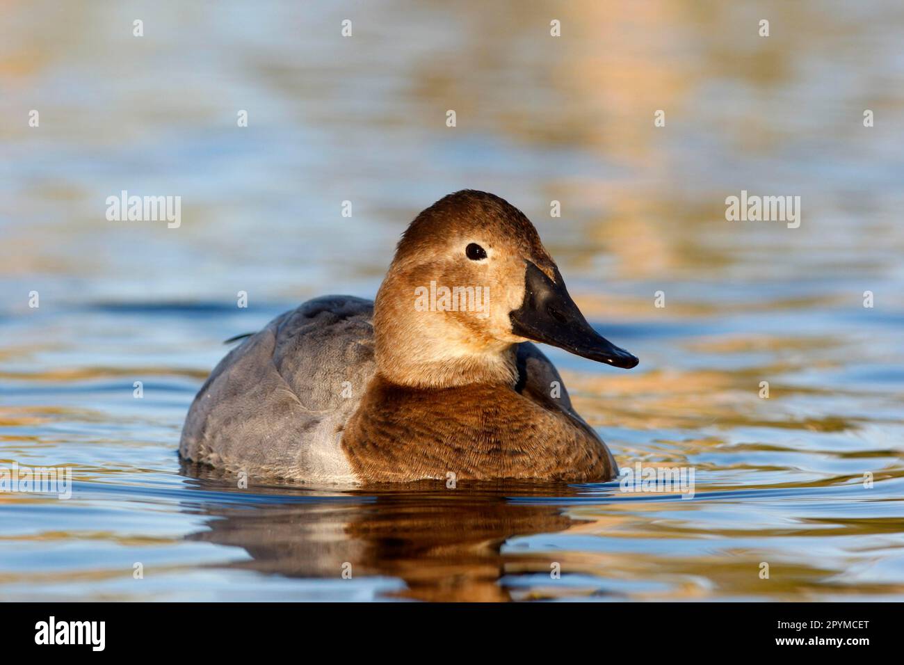 Canvasback (Aythya valisineria), Vallisneria duck, Giant pochard