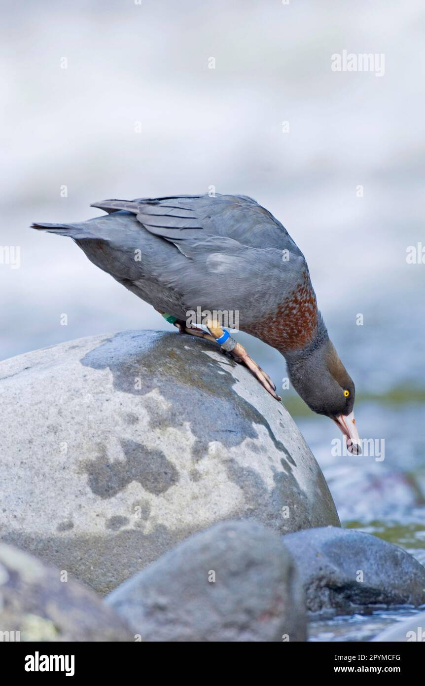 Blue duck (Hymenolaimus malacorhynchus) adult, standing on a rock in a river, Manganui-o-te-ao River, North Island, New Zealand Stock Photo