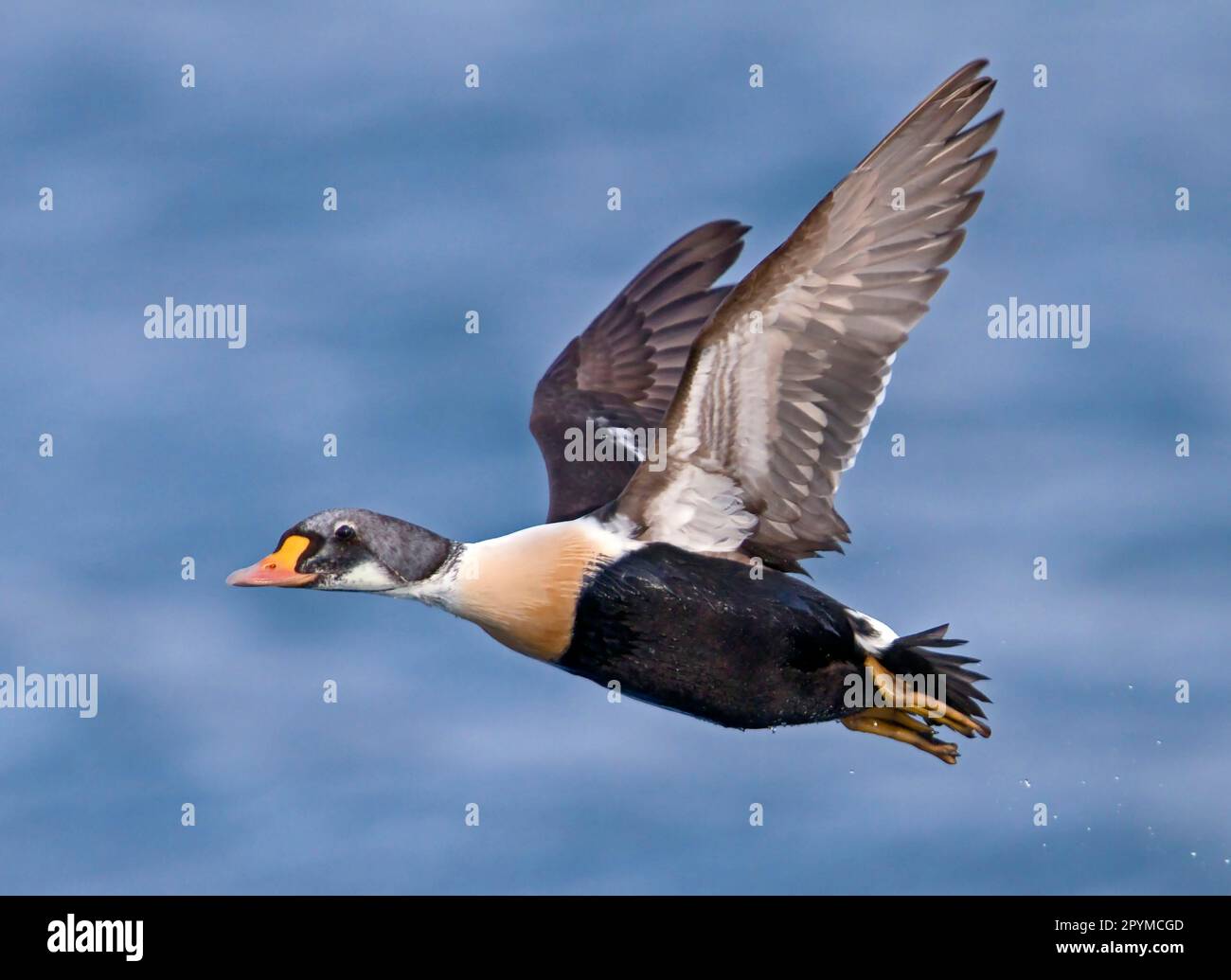 Common Eider, Magnificent Eider, king eiders (Somateria spectabilis