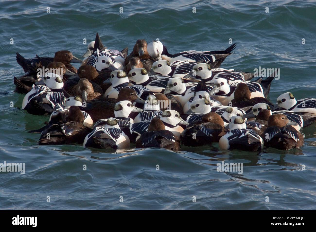 Steller's Eider (Polysticta stelleri) adult males and females, tightly packed winter flock on sea, Varanger Fjord, Norway Stock Photo