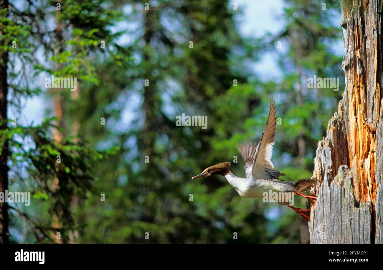 Common merganser (Mergus merganser), Goose bird, Animals, Birds, Goosander adult female, flying from nest in tree, Finland Stock Photo