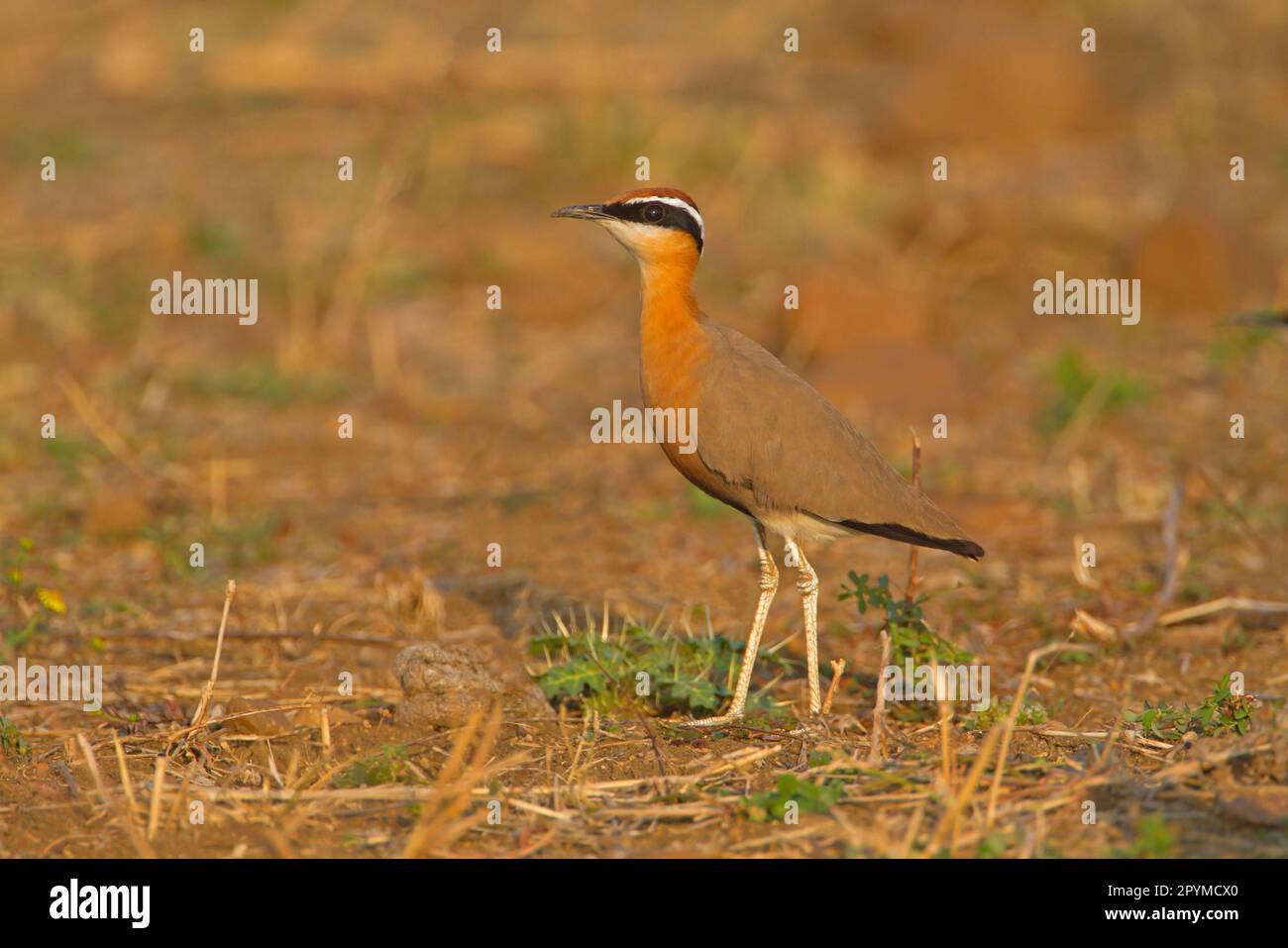 Indian Courser (Cursorius coromandelicus) adult, standing in field, India Stock Photo