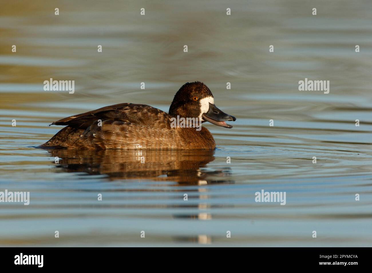 Violet Duck, lesser scaup (Aythya affinis), Violet Ducks, Lesser Scaup, Ducks, Geese, Animals, Birds, Lesser Scaup adult female, calling and Stock Photo