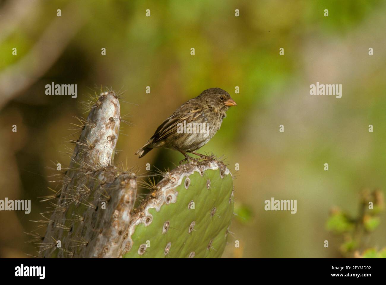 Small Ground Finch, Galapagos Finch, Darwin Finch, Galapagos Finches, Darwin Finches, Songbirds, Animals, Birds, Finches, Small Ground Finch Stock Photo