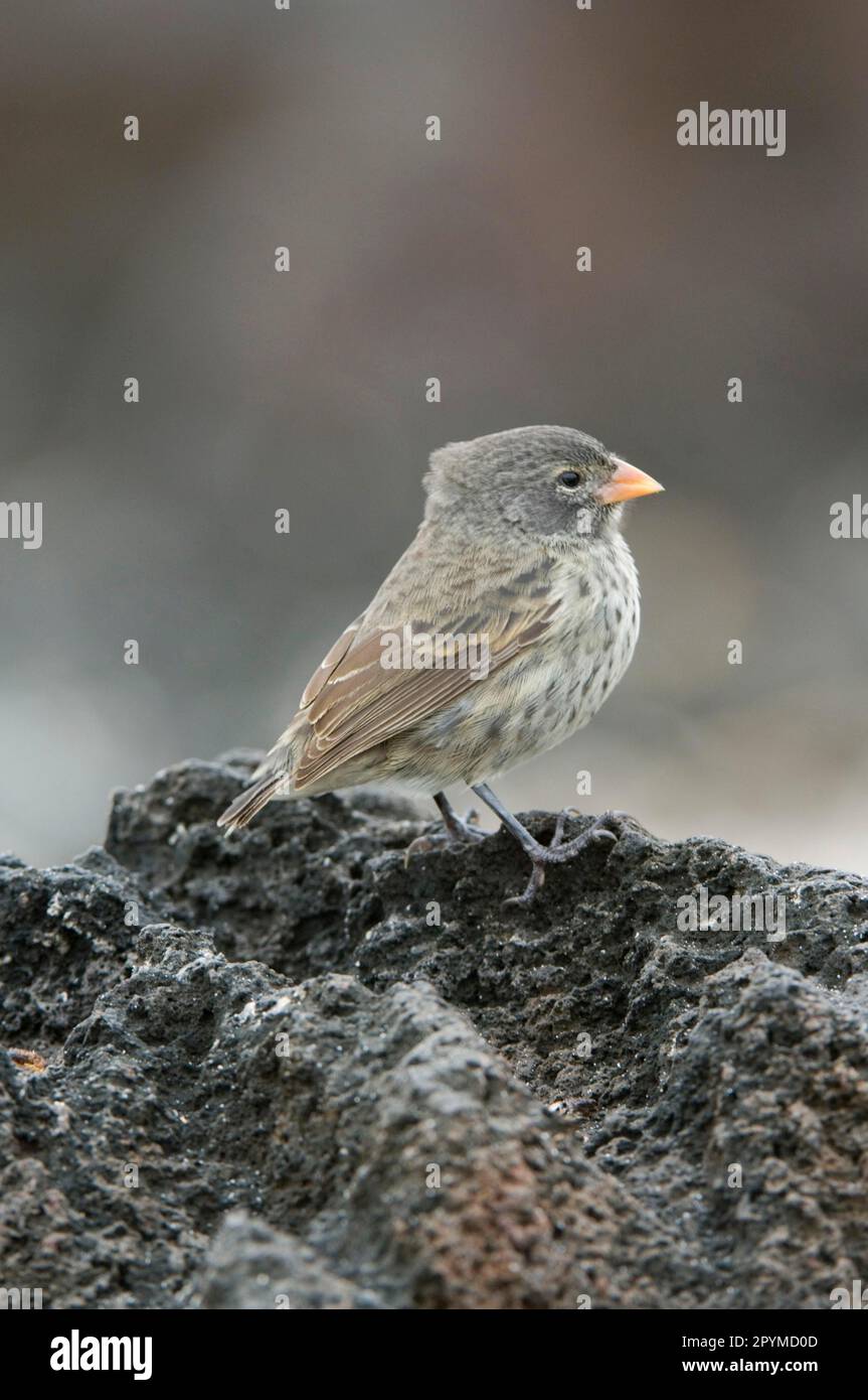 Small GroundFinch, Small GroundFinches, Galapagos Finch, Darwin Finch