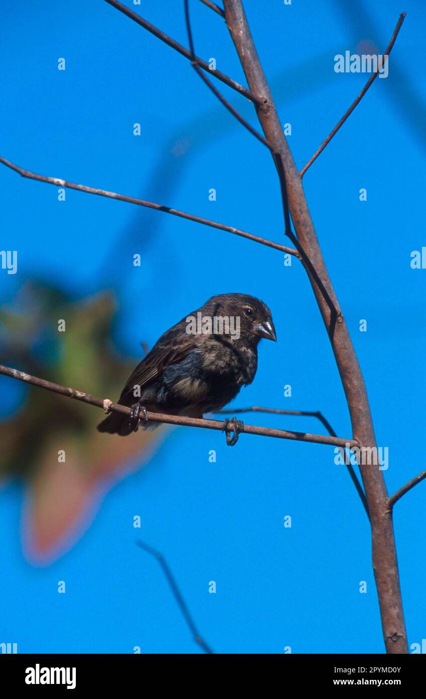 Medium Ground Finch (Geospiza fortis), Medium medium ground finch, Galapagos Finch, Darwin Finch, Galapagos Finches, Darwin Finches, Songbirds Stock Photo