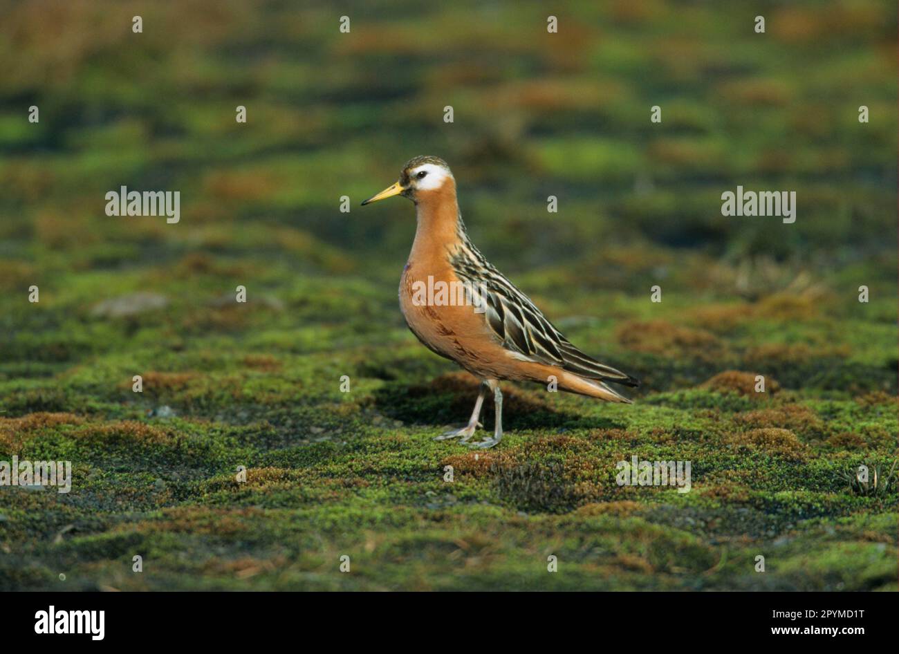 Thor's Partridge, Animals, Birds, Waders, Grey Phalarope (Phalaropus fulicarius) Standing on moss and greenery, Svalbard Stock Photo